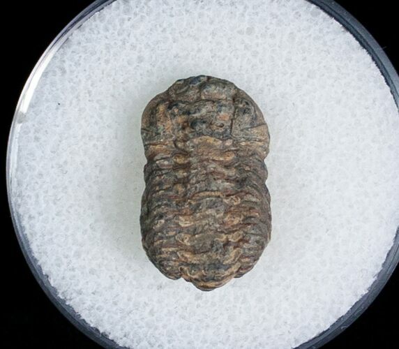 Bargain Phacopid Trilobite From Morocco #7005